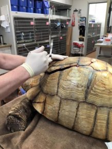 Tortoise Repair