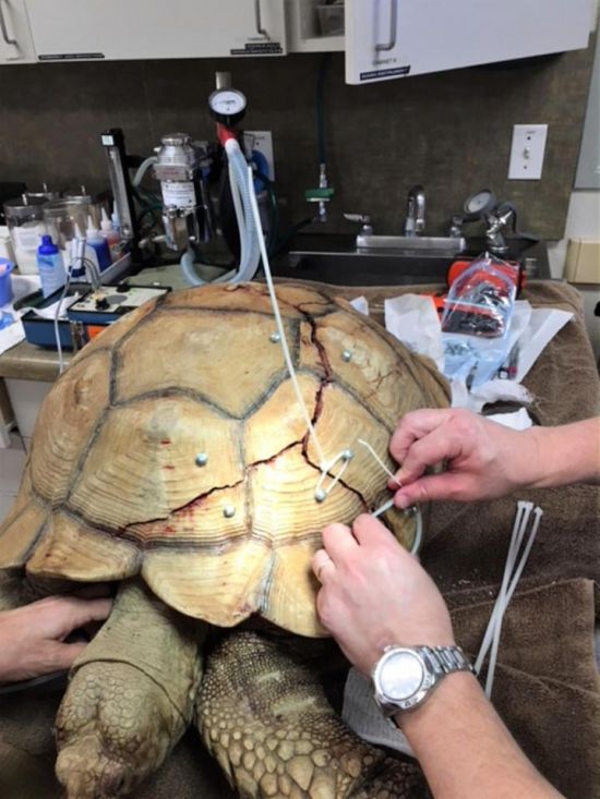 Tortoise Repair
