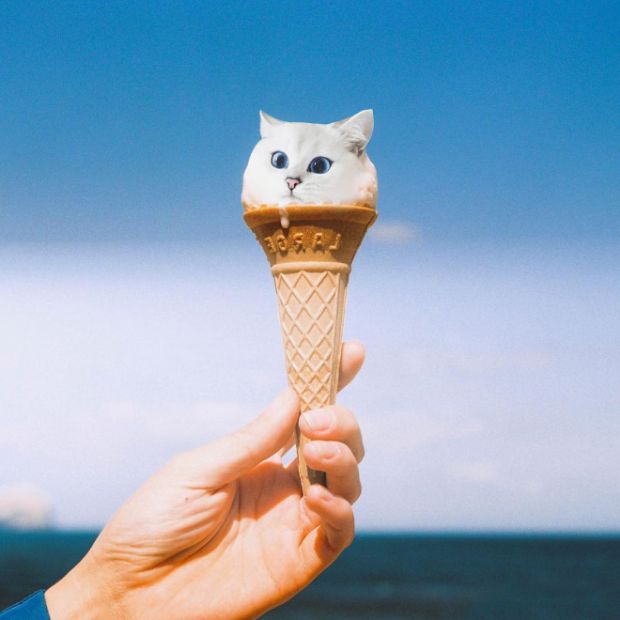 Cats Photoshopped Into Food