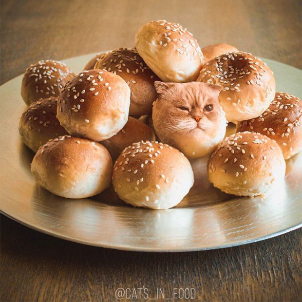 Cats Photoshopped Into Food