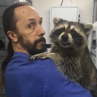 This Raccoon Is A Good Veterinarian