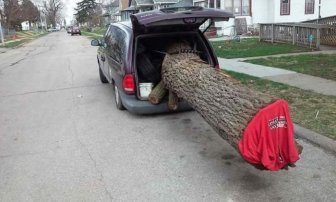 Tree Transportation