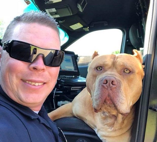 Officer Responds To A Call About “Vicious Dog”