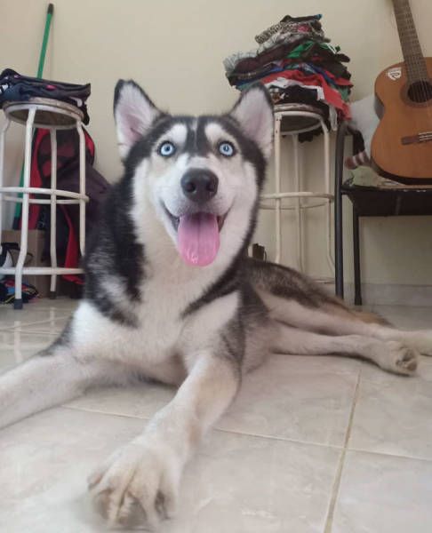 A Saved Husky Looks Like Before & After She Was Saved From The Streets