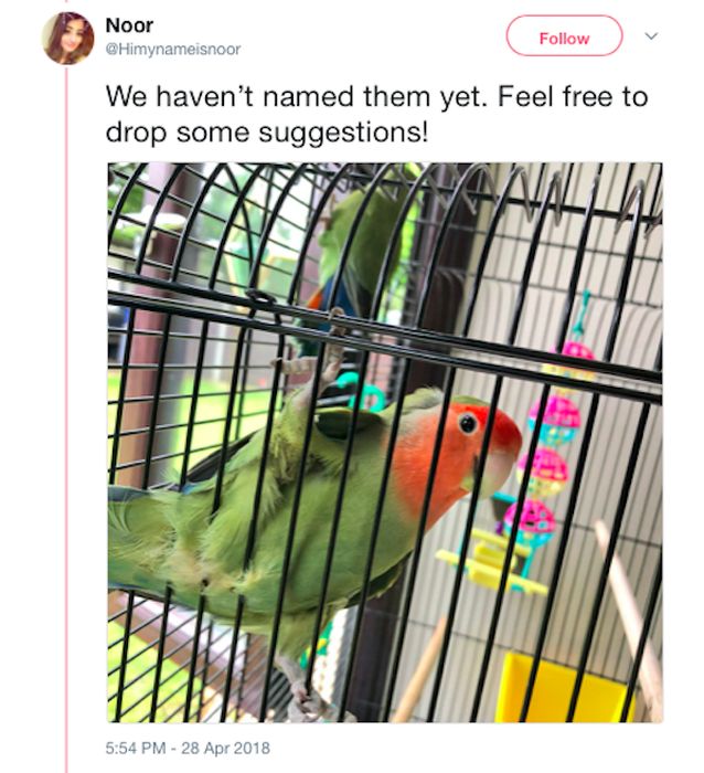 Mom and Daughter Go On A Hilarious Quest For Some Secret Parrots