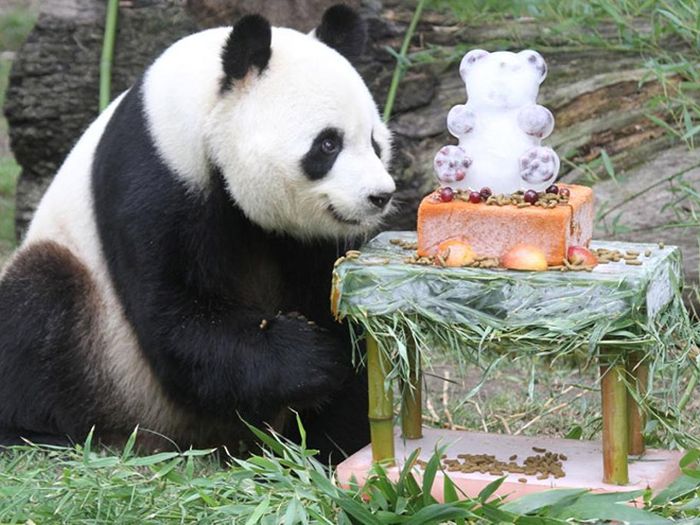 Pandas Celebrating Birthdays