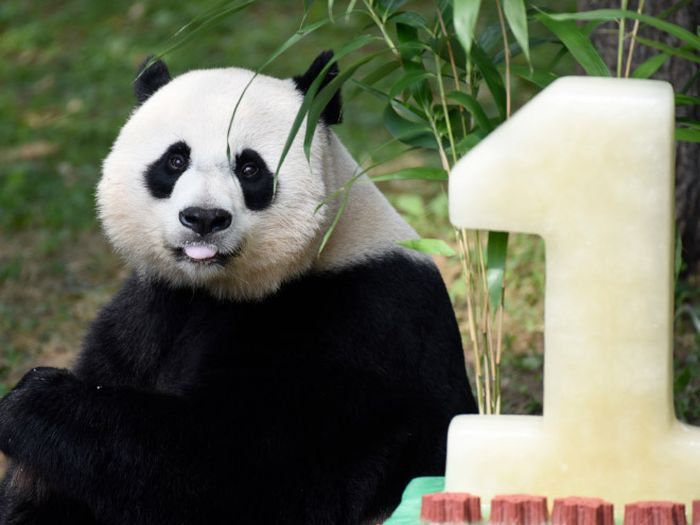 Pandas Celebrating Birthdays