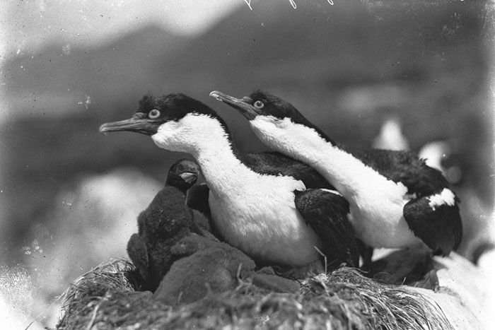 Rare Photos Of First Australasian Antarctic Expedition Taken 100 Years Ago