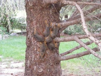 People Rescue 6 Squirrels Stuck In A Jam After Getting Their Tails Tangled