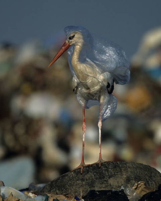 Plastic Is Harmful For Our Planet