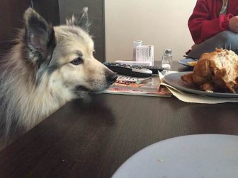 The Way Pets Look At Food...