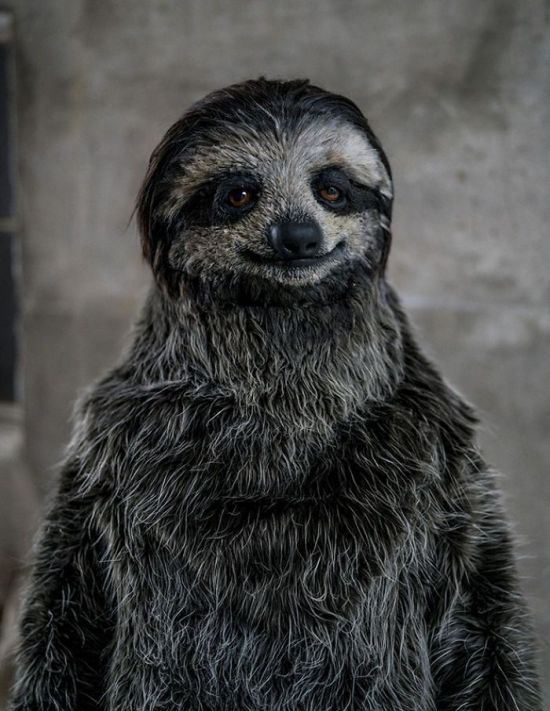 Sloth Suit