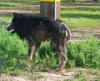 Werewolf Dog Was Rescued And Looks Different Now