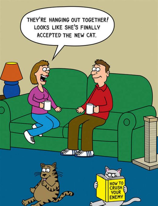 Funny Cat Cartoons