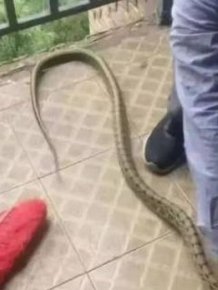 This Is Why Snakes Should Avoid Chinese Dorms