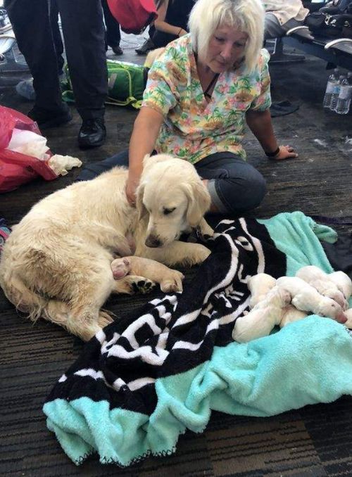 The Guide Dog Of One Of The Passengers Gave Birth To 8 Puppies Right At The Airport