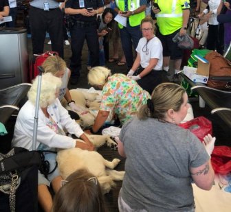 The Guide Dog Of One Of The Passengers Gave Birth To 8 Puppies Right At The Airport