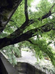 Residential house with 400-year-old tree growing inside