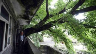 Residential house with 400-year-old tree growing inside