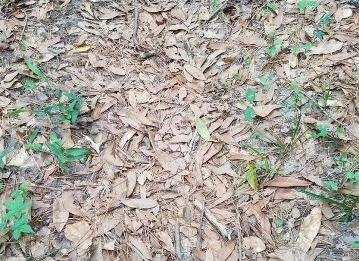 Can You Spot A Snake In This Photo?