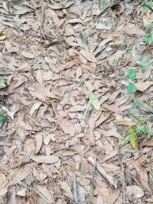 Can You Spot A Snake In This Photo?