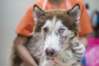Husky  Rescued From The Streets Of Phuket