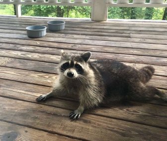 When You Feed A Pregnant Raccoon It Will Happen Next