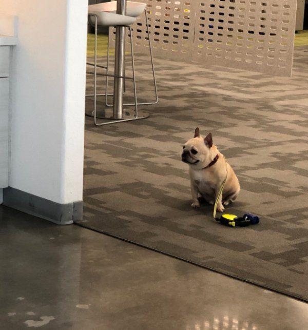Good Boy Adorably Follows The Rules While Waiting For Owner