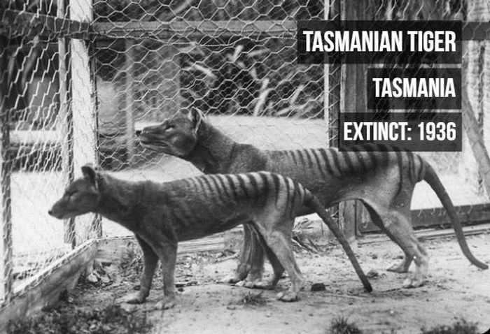 Animals That Have Become Extinct