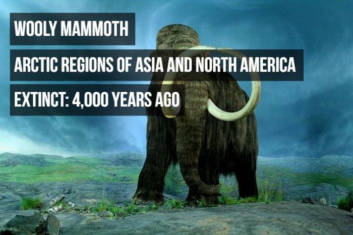 Animals That Have Become Extinct
