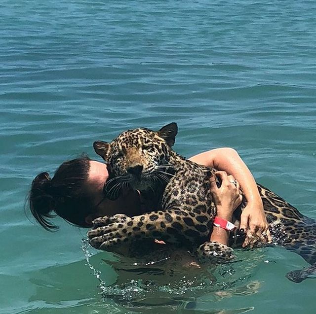 Vacation With Jaguars