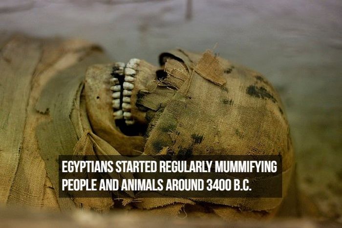 Interesting Facts About Mummies