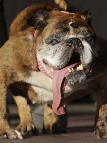 English Bulldog Zsa Zsa Wins World's Ugliest Dog Title