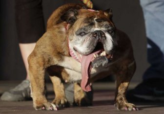 English Bulldog Zsa Zsa Wins World's Ugliest Dog Title
