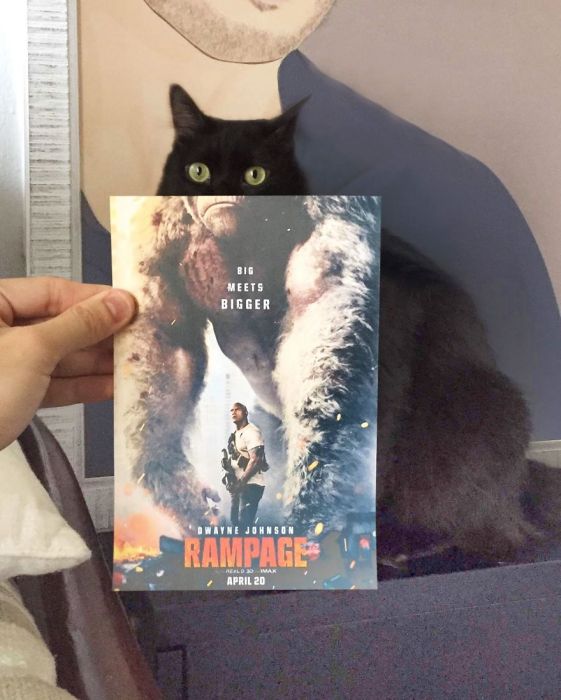 Cats Inserted Behind Famous Movie Posters