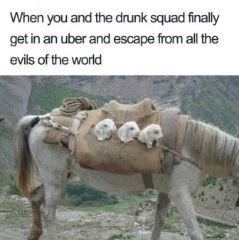 Uber Rides Described With Animal Memes