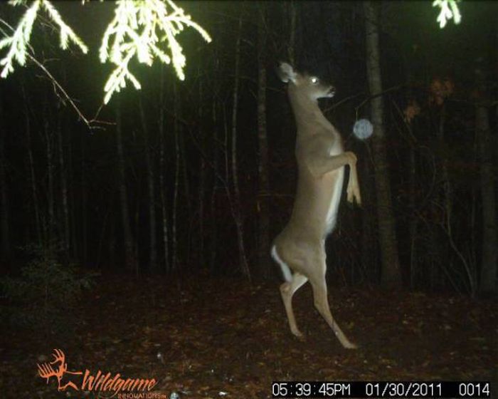 Interesting Shots By Trail Cams