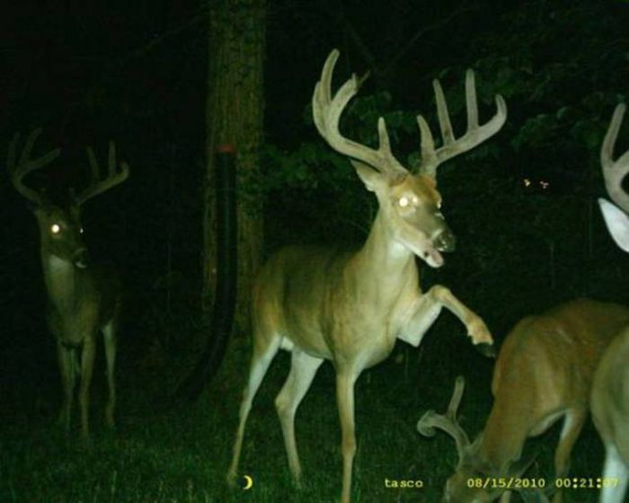 Interesting Shots By Trail Cams