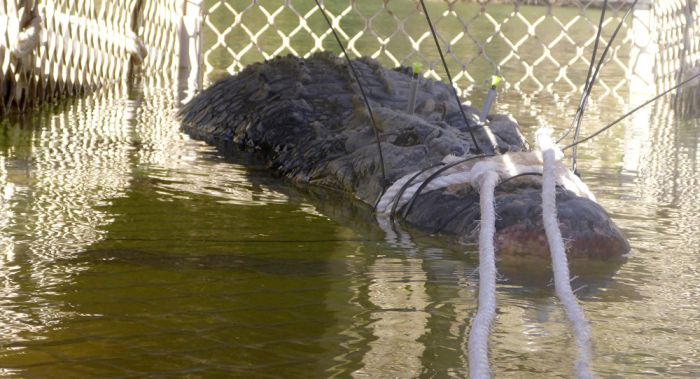 60-Year-Old Crocodile Caught In Australia
