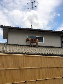 Missing Pony Washed Away In Flood Found Alive On Roof