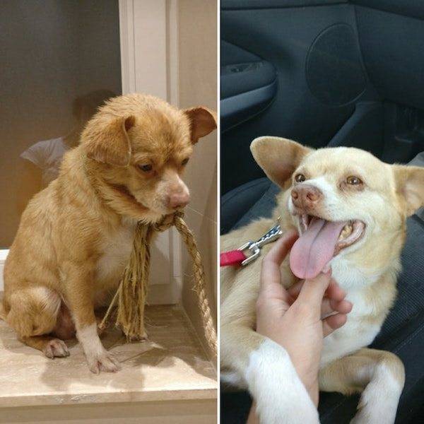 Dogs After The Adoption