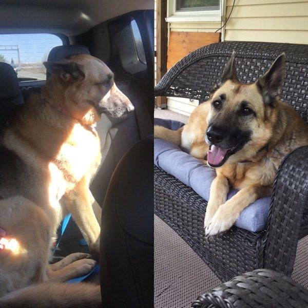 Dogs After The Adoption