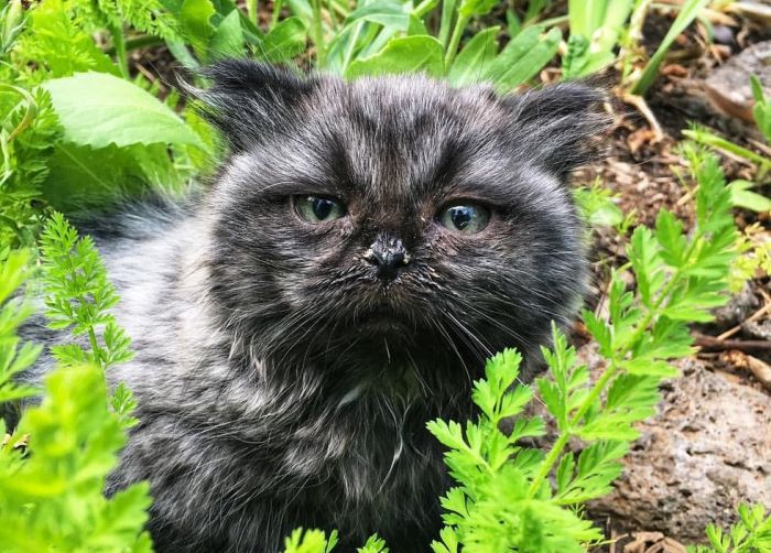Dwarf Kitten Found Living Under A Shed, Discovers Cuddles For The First Time