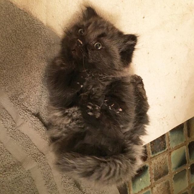 Dwarf Kitten Found Living Under A Shed, Discovers Cuddles For The First Time