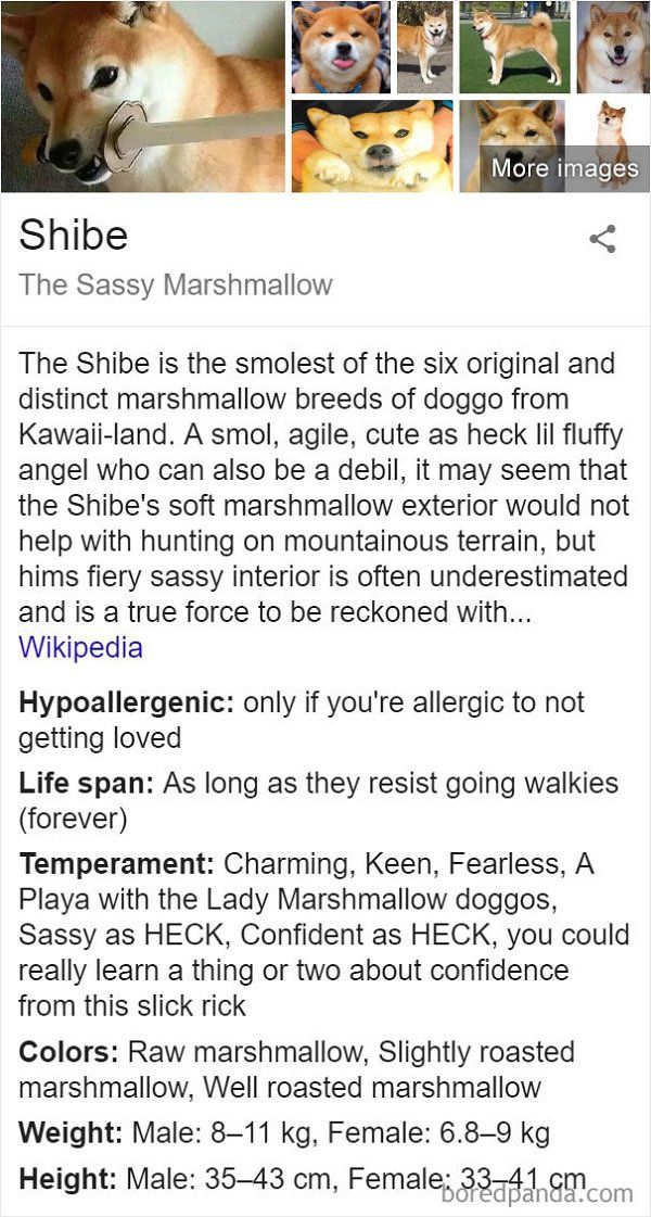 Fake Wikipedia Pages About Dog Breeds Are Better Than The Original Ones