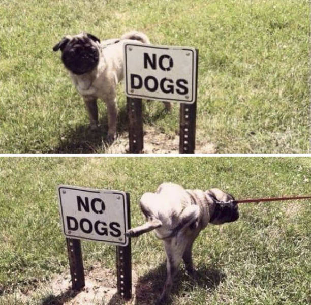 Animals Don’t Care About Human Rules