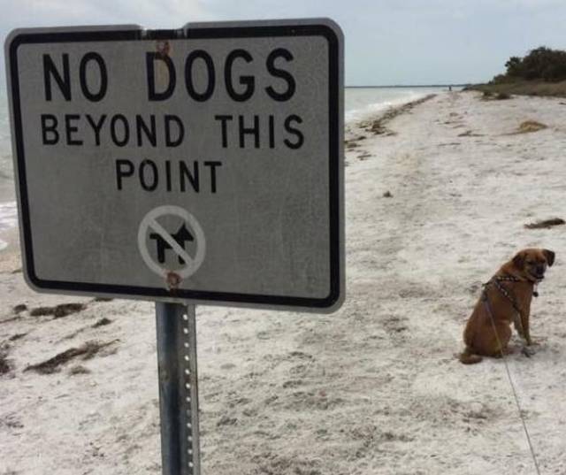 Animals Don’t Care About Human Rules