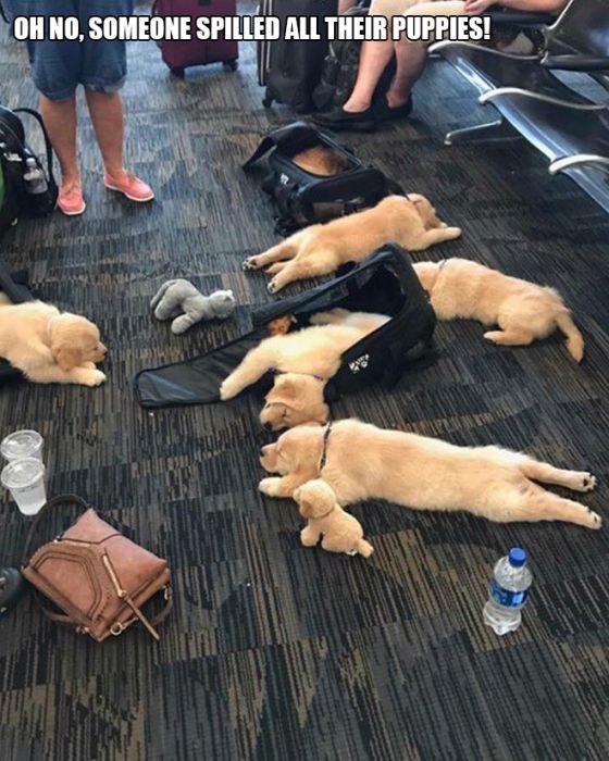 Seen At Airports