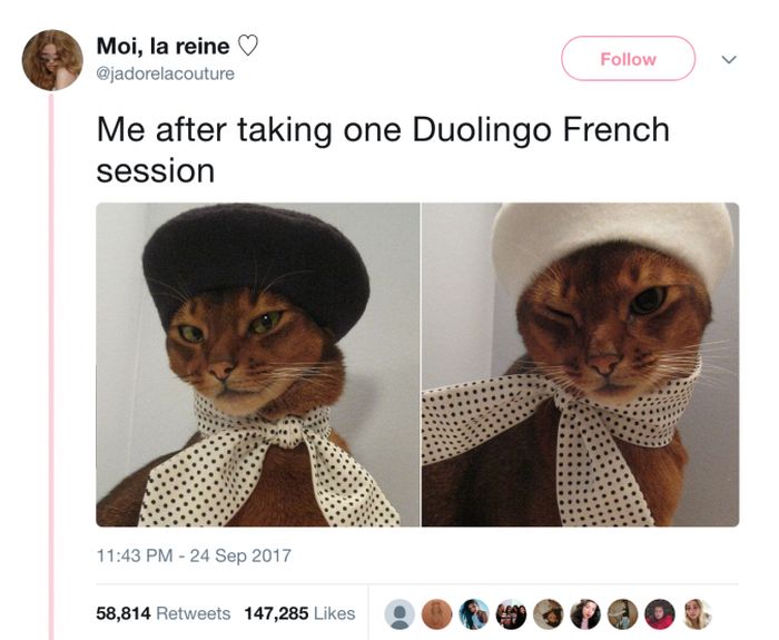 The Most Iconic Internet Cat Posts of All Time