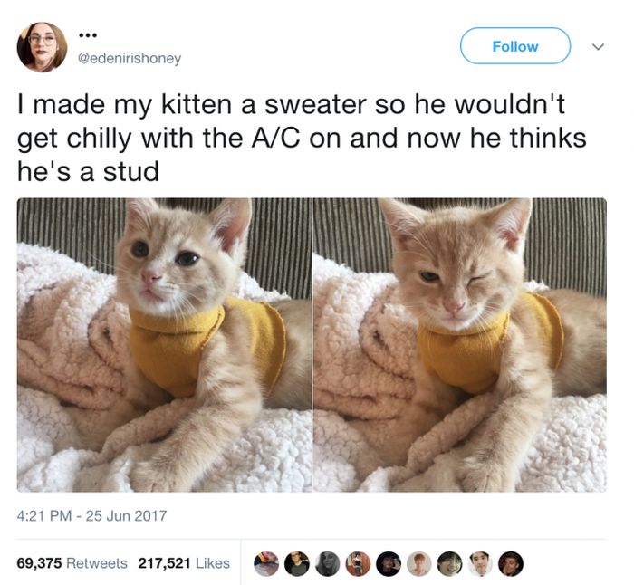 The Most Iconic Internet Cat Posts of All Time